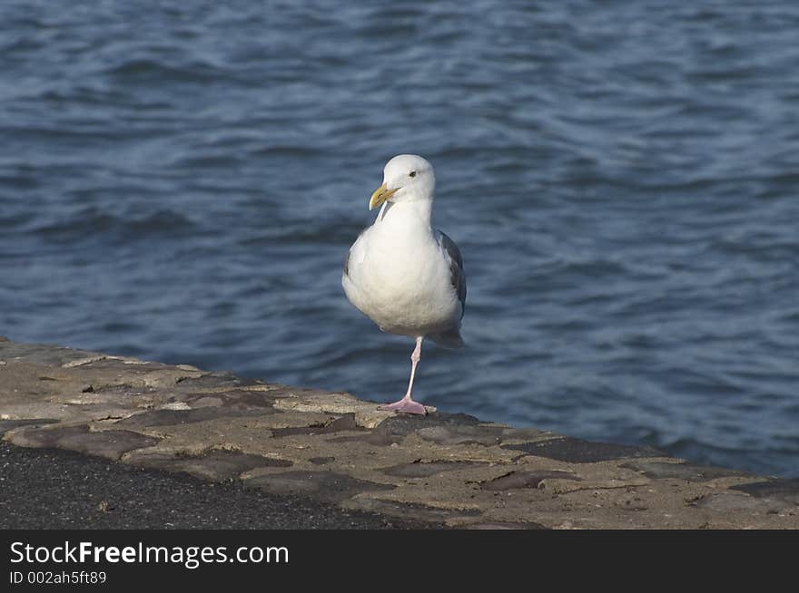 A seagull takes a break on a seawall at the waters edge.