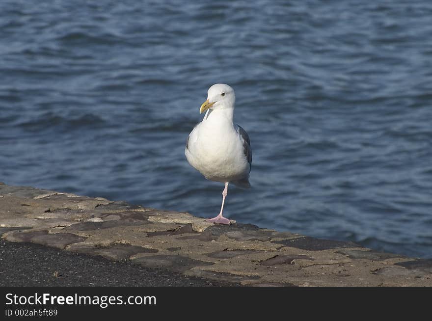 Seagull