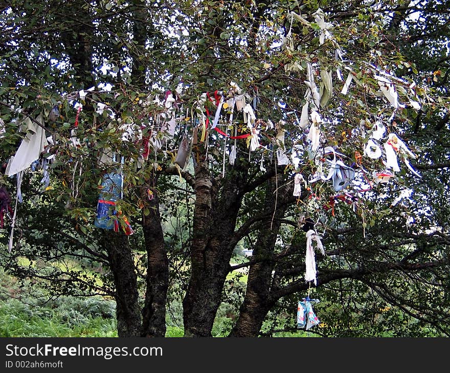 Wishing Tree