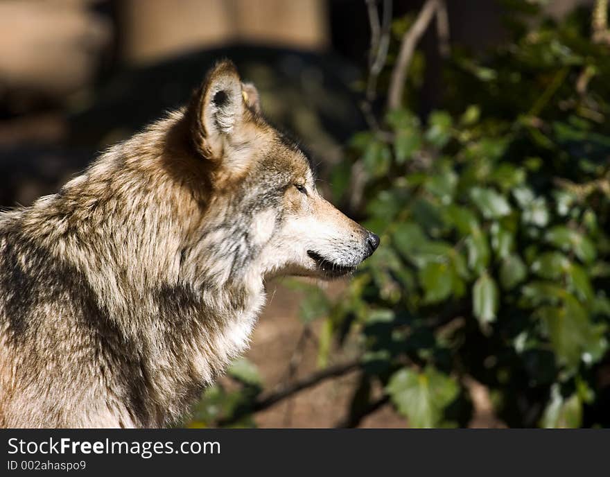 Wolf profile portrait