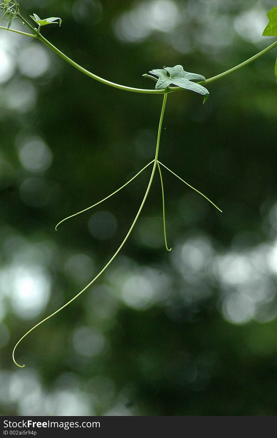 A Leaf Of A Tree