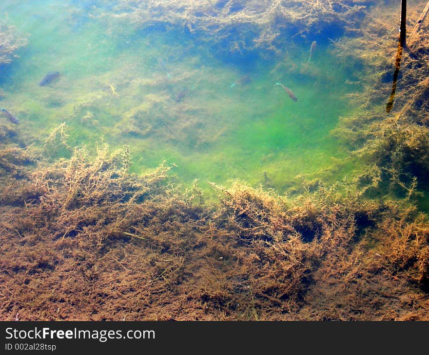 Picture of a pond with fish