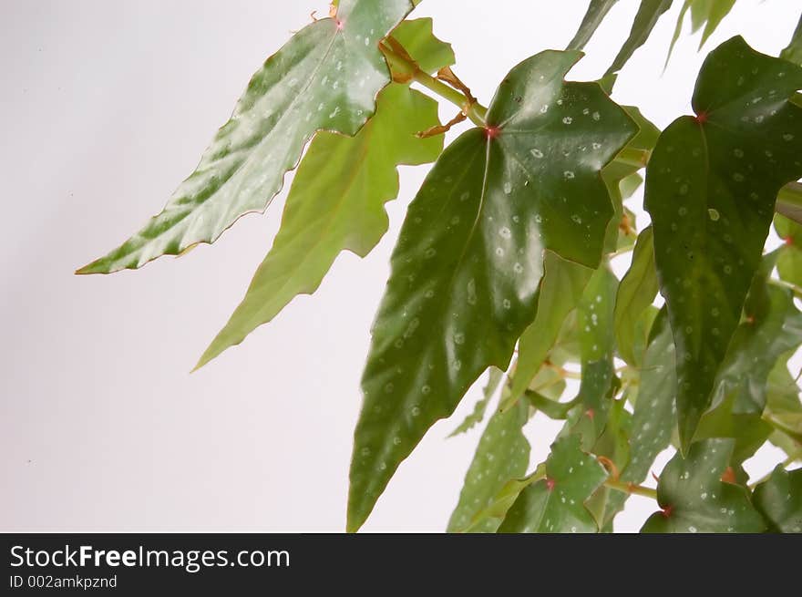 A view of the leaves of an Angel Wing Begonia. A view of the leaves of an Angel Wing Begonia