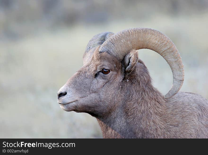 Bighorn sheep in its natural environment