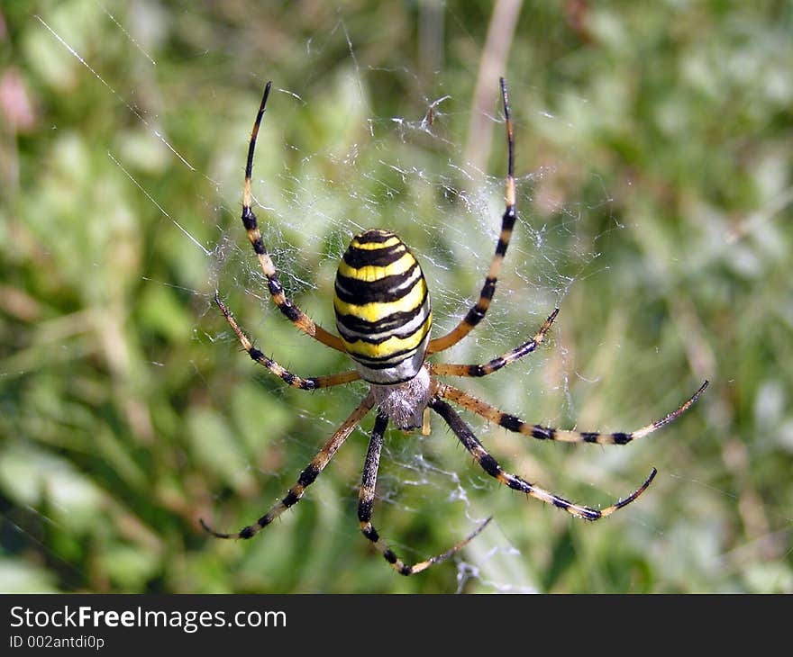 Spider on web