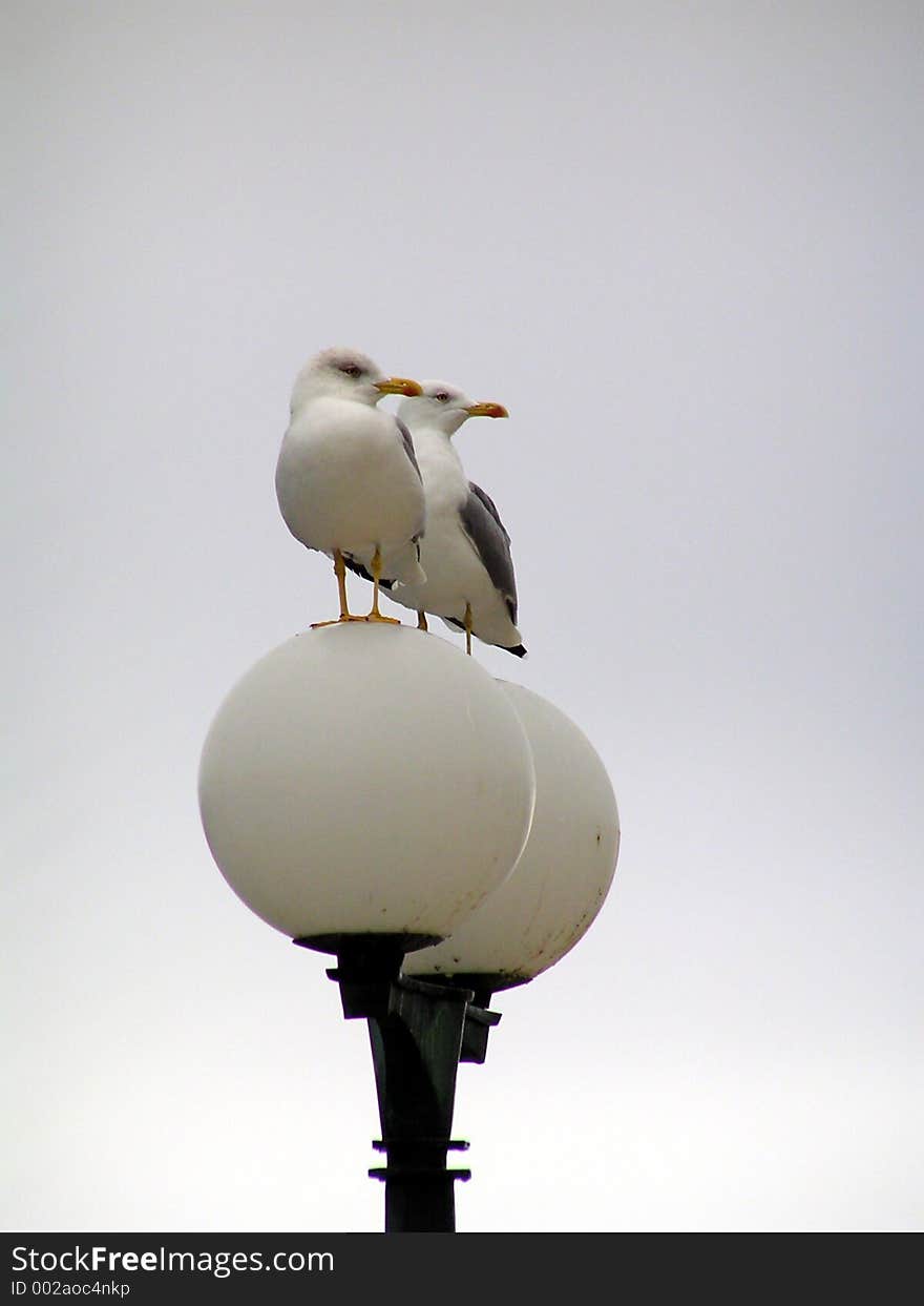 Two Seagulls