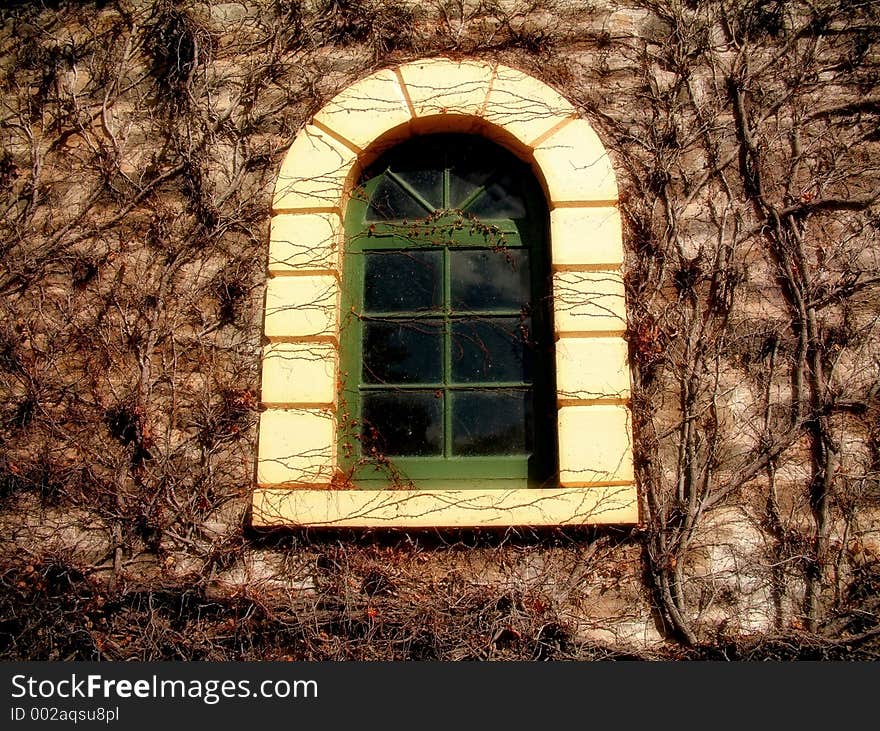 An old vine covered window. An old vine covered window