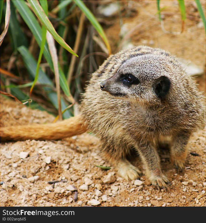 An alert meerkat.