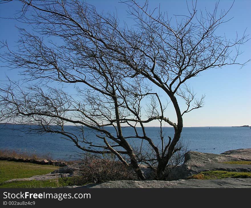 A Leafless Tree Along The Ocean