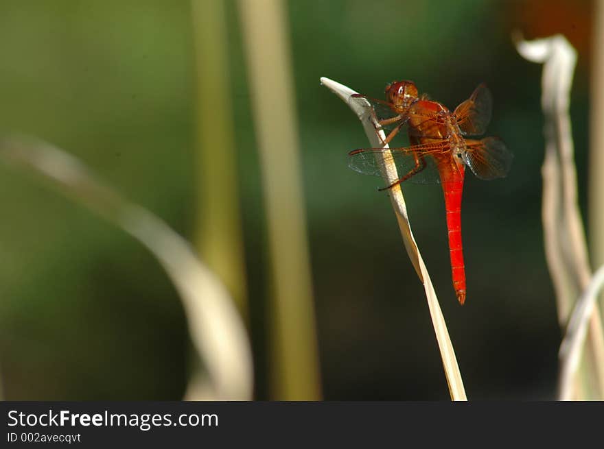 Flame Skimmer Dragonfly