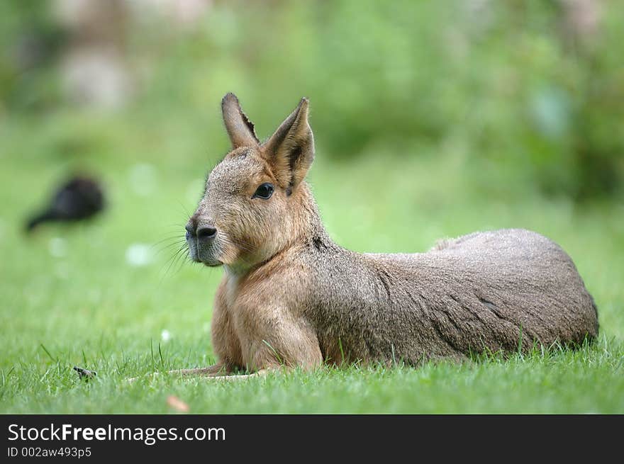 Pampas Hare