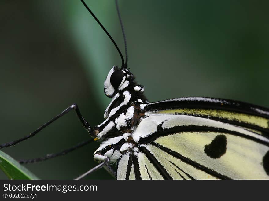 Butterfly black and white