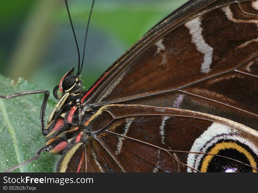 Butterfly red and brown. Butterfly red and brown