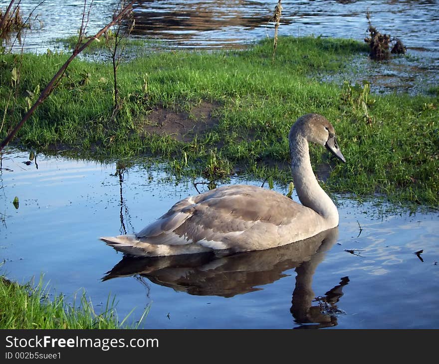 A grey coloured swan. A grey coloured swan