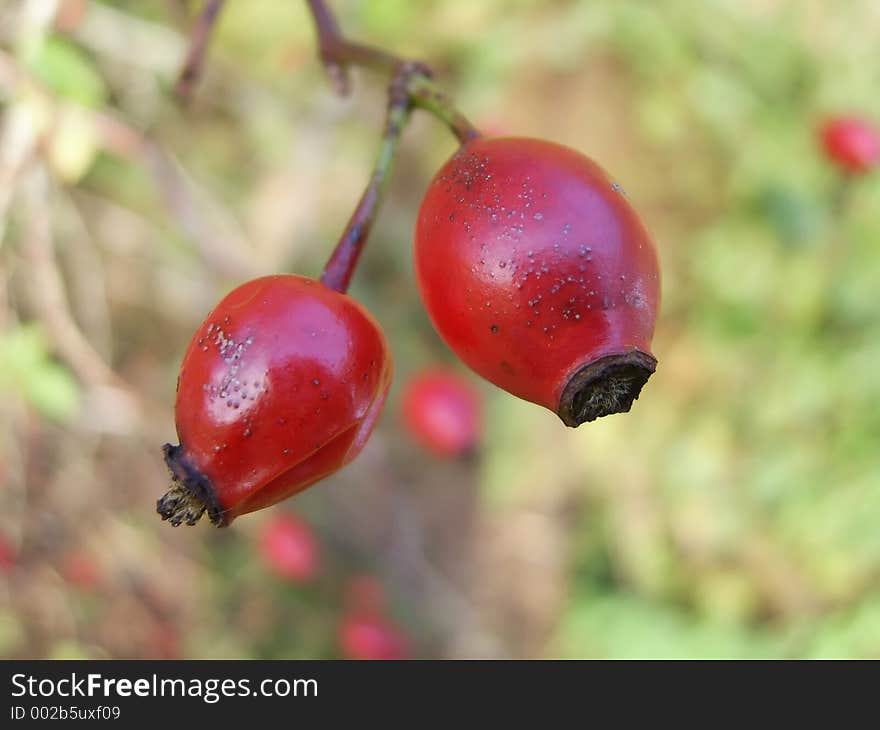 Macro of a pair of berries