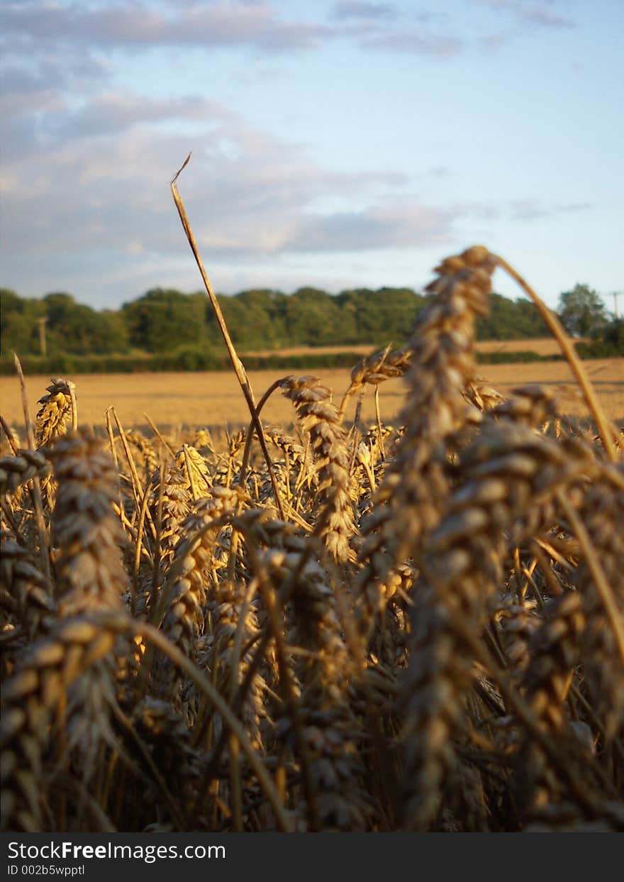 Corn View