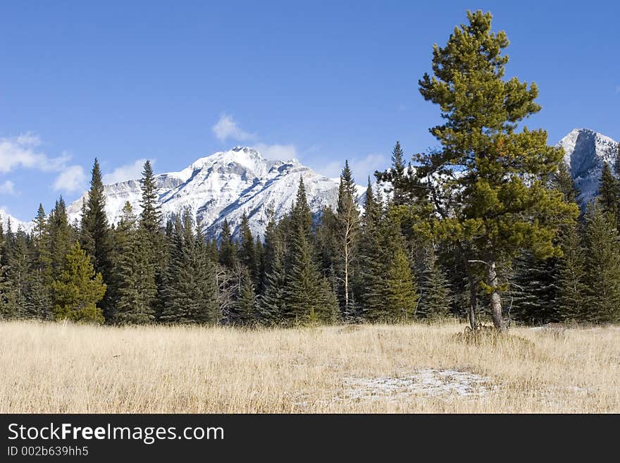 Mountain Meadow 2