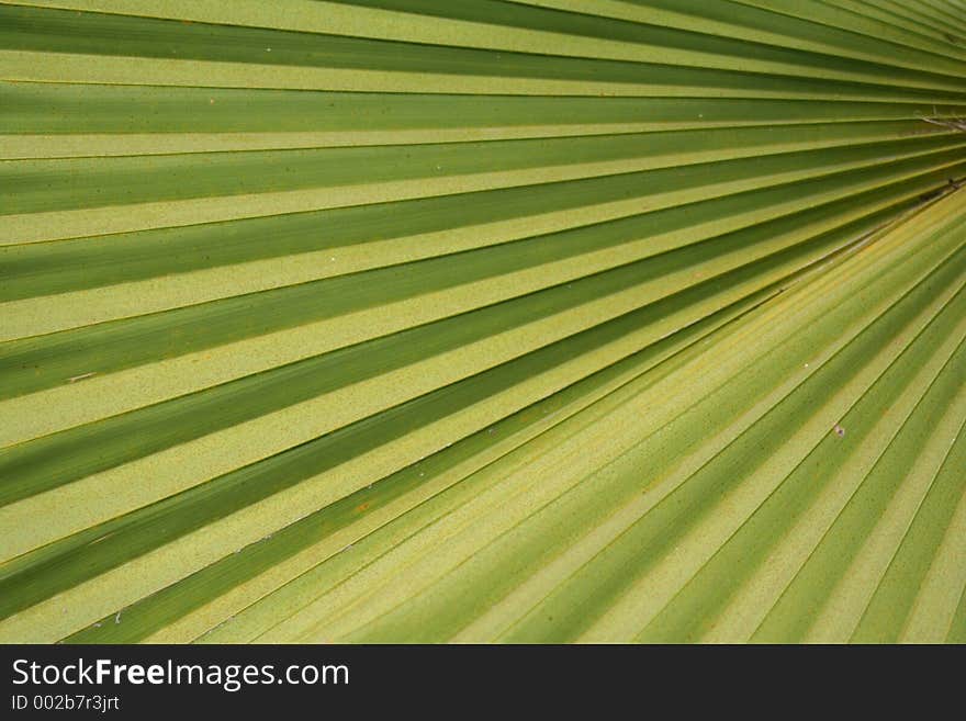 Palm leaf radiating lines. Palm leaf radiating lines