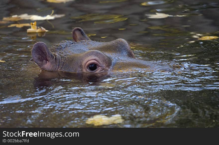 Hippopotamus1