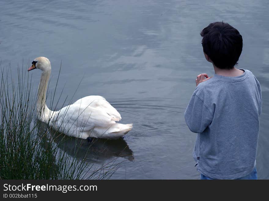 Boy waiting for swan to return. Boy waiting for swan to return.