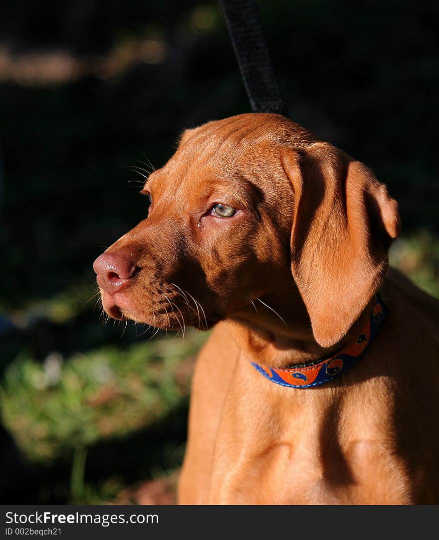 Dog at obedience training. Dog at obedience training