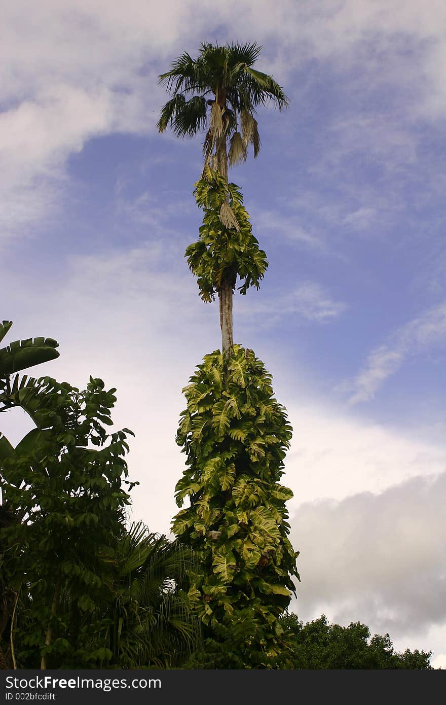 Parasites on Palm Tree