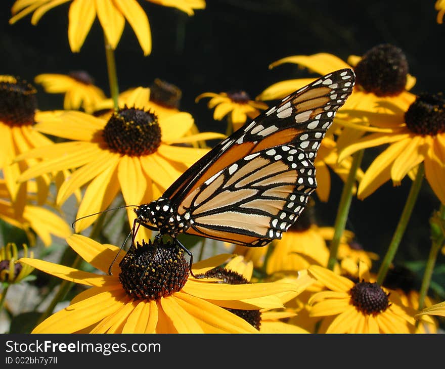 A Butterfly on a yellow flower