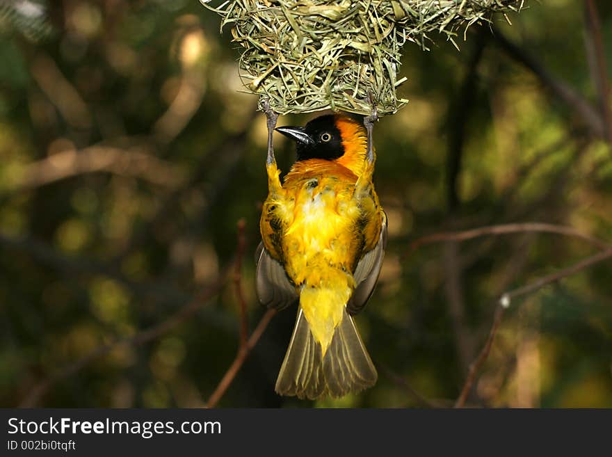 Yellow bird hanging from a high nest