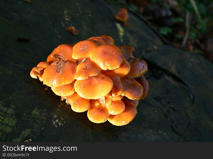 Fungi growing on a tree stump. Fungi growing on a tree stump