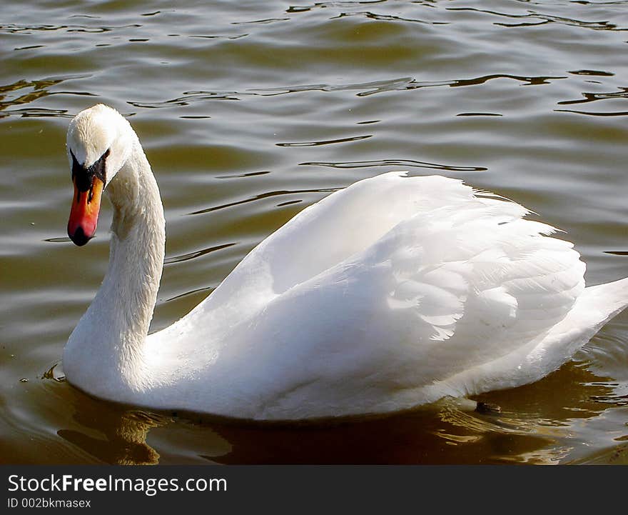 Swan On A Lake