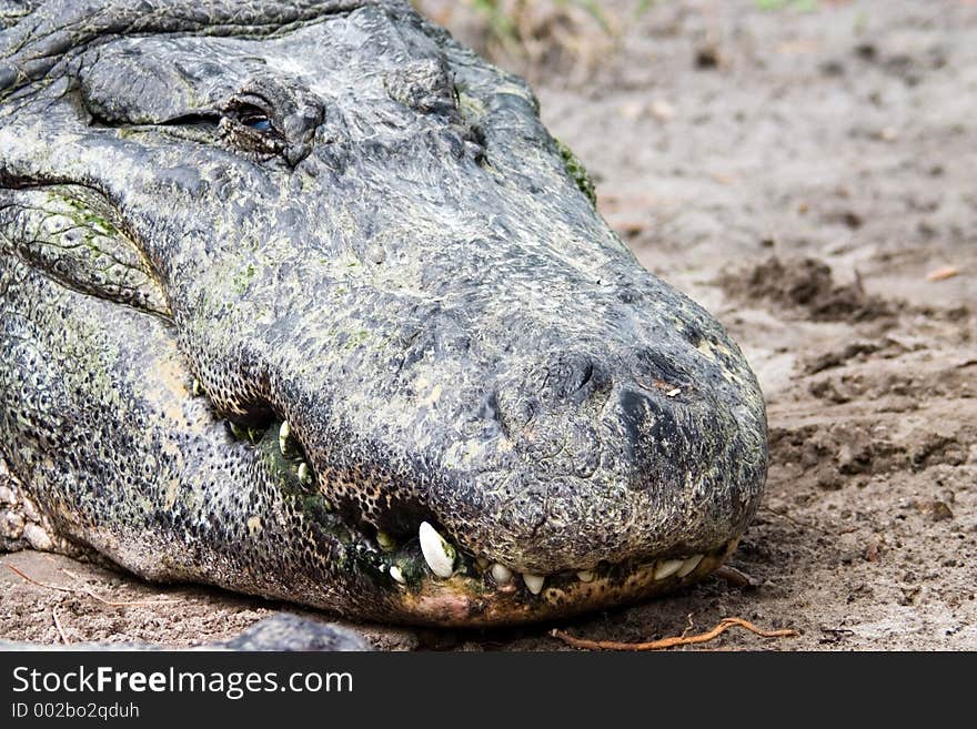 Florida Alligator