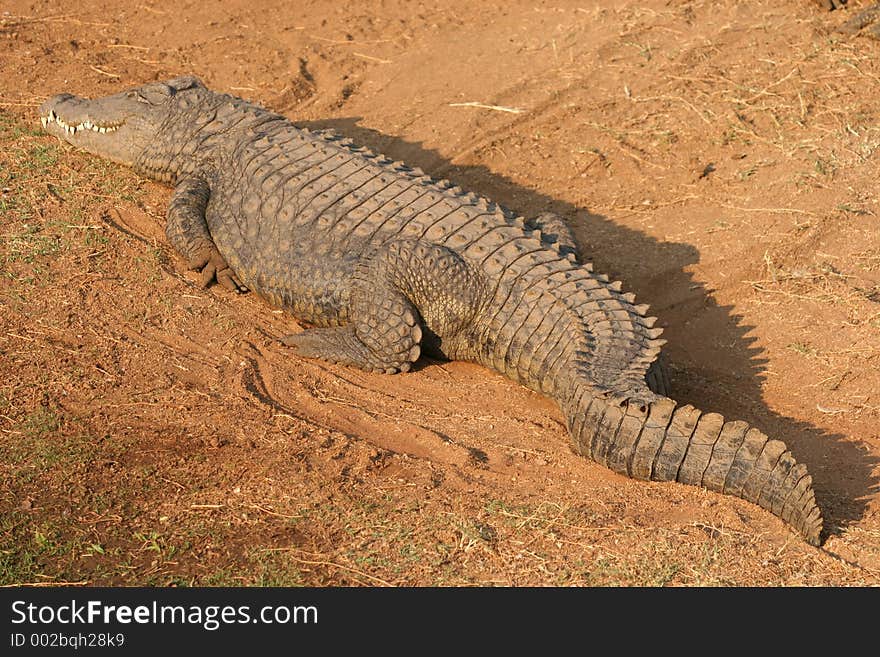 African crocodile