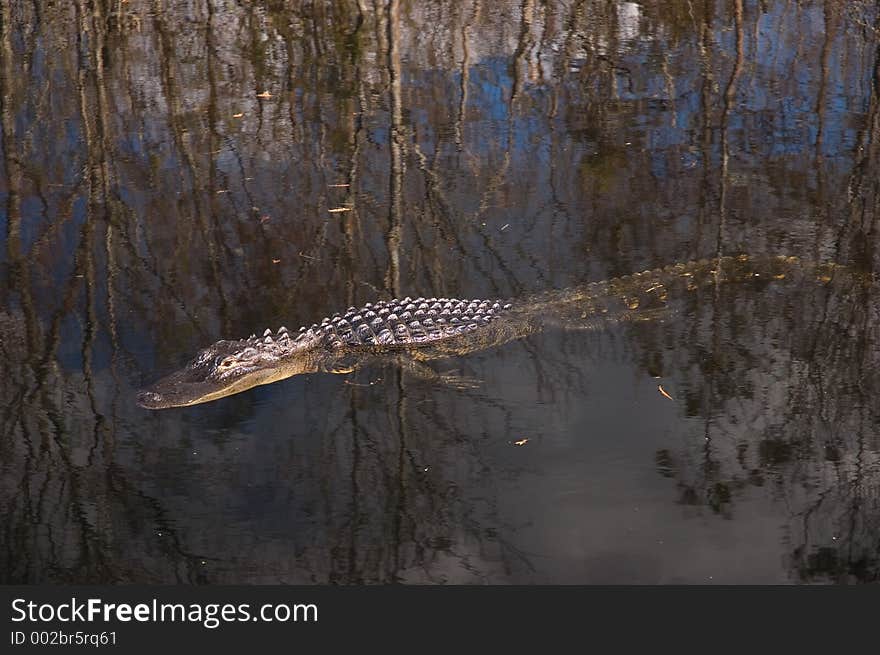 Alligator Everglades