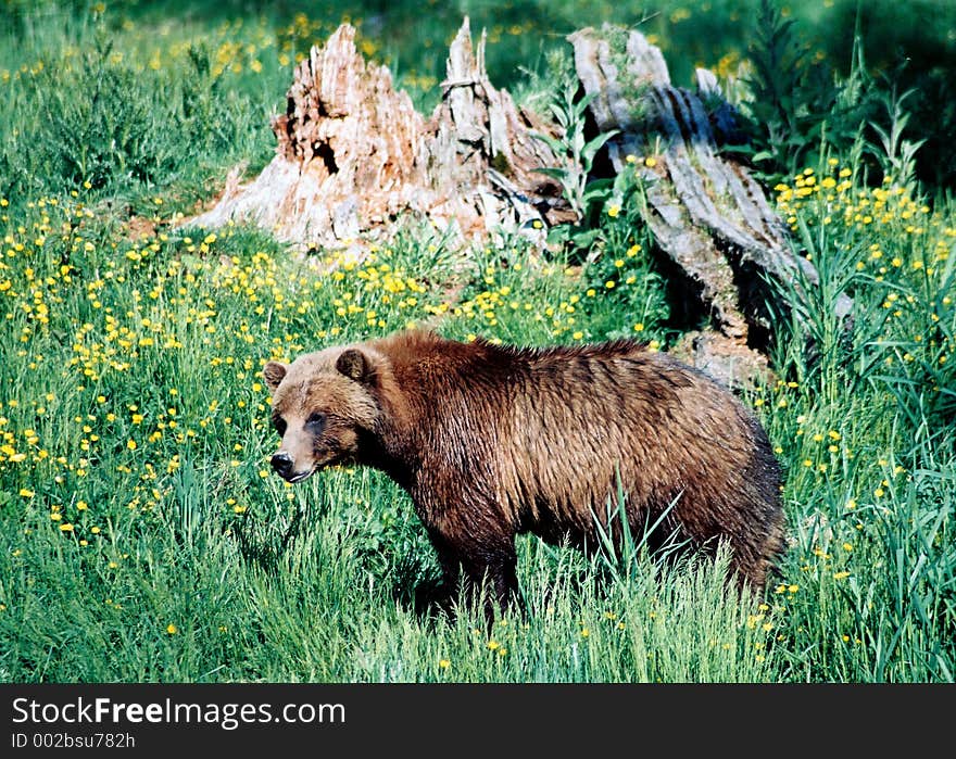 Grizzly bear standing - meadow with dandelion