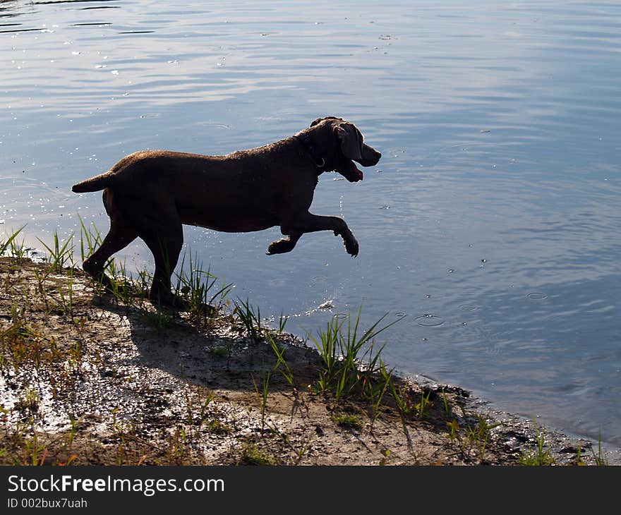 Dog jumping into the water - Image Backlit which puts the dog in a deep shadow. Dog jumping into the water - Image Backlit which puts the dog in a deep shadow.