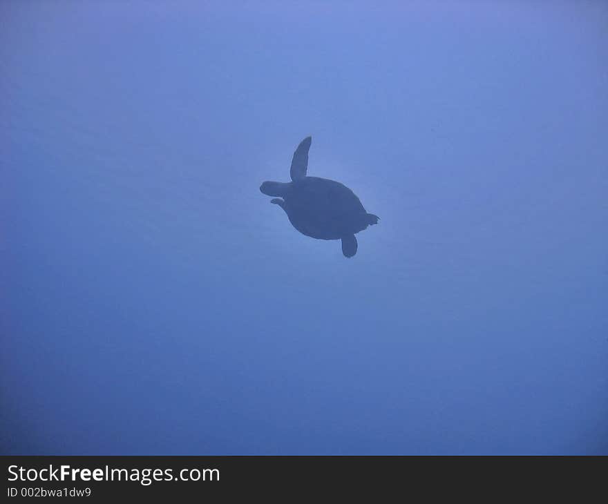 Silhouette of a turtle surfacing to get some air. Silhouette of a turtle surfacing to get some air