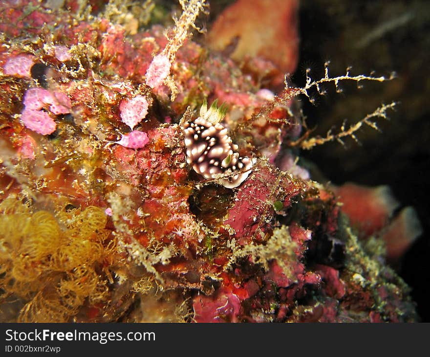 Chromodoris Geometrica