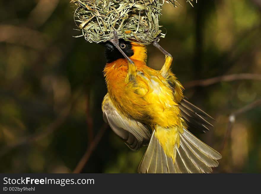 Bird hanging from its nest. Bird hanging from its nest