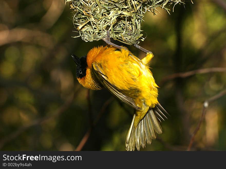 Bird hanging from its nest. Bird hanging from its nest