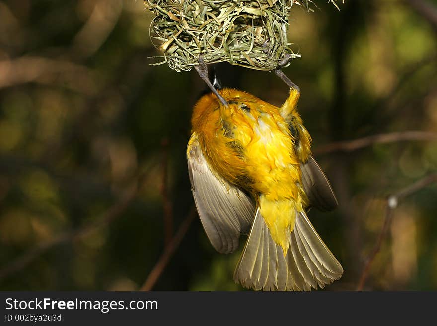 Bird hanging from its nest. Bird hanging from its nest