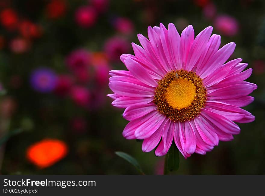 Autum Pink Flower