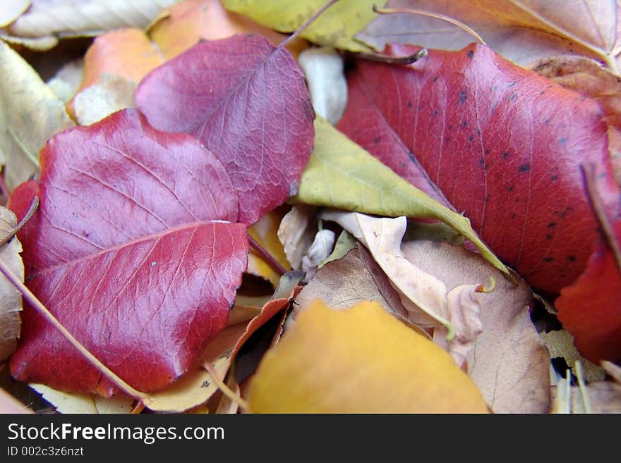 Colorful fall leaves. Colorful fall leaves