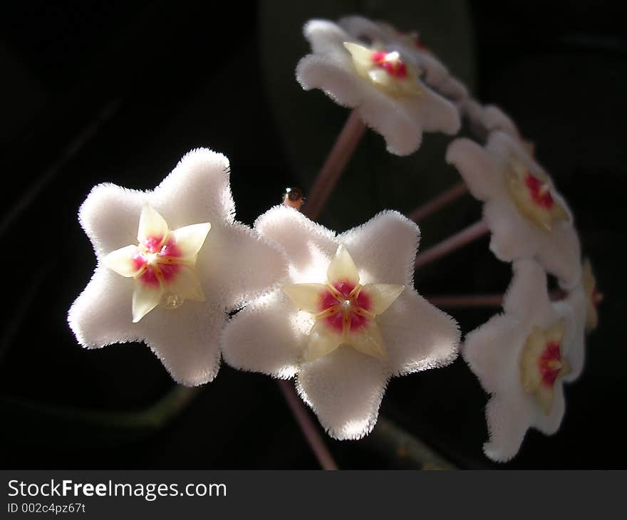 An artistic perspective of the Hoya. An artistic perspective of the Hoya