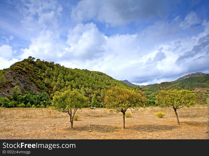 Three autumn trees in a sunny field in Andalucia in Spain. Three autumn trees in a sunny field in Andalucia in Spain