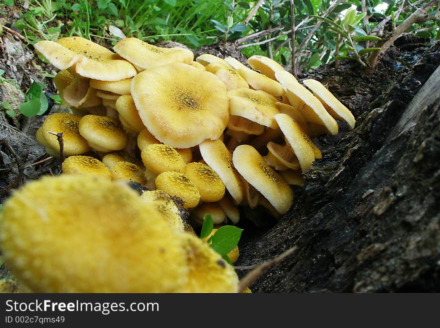 Yellow mushroom