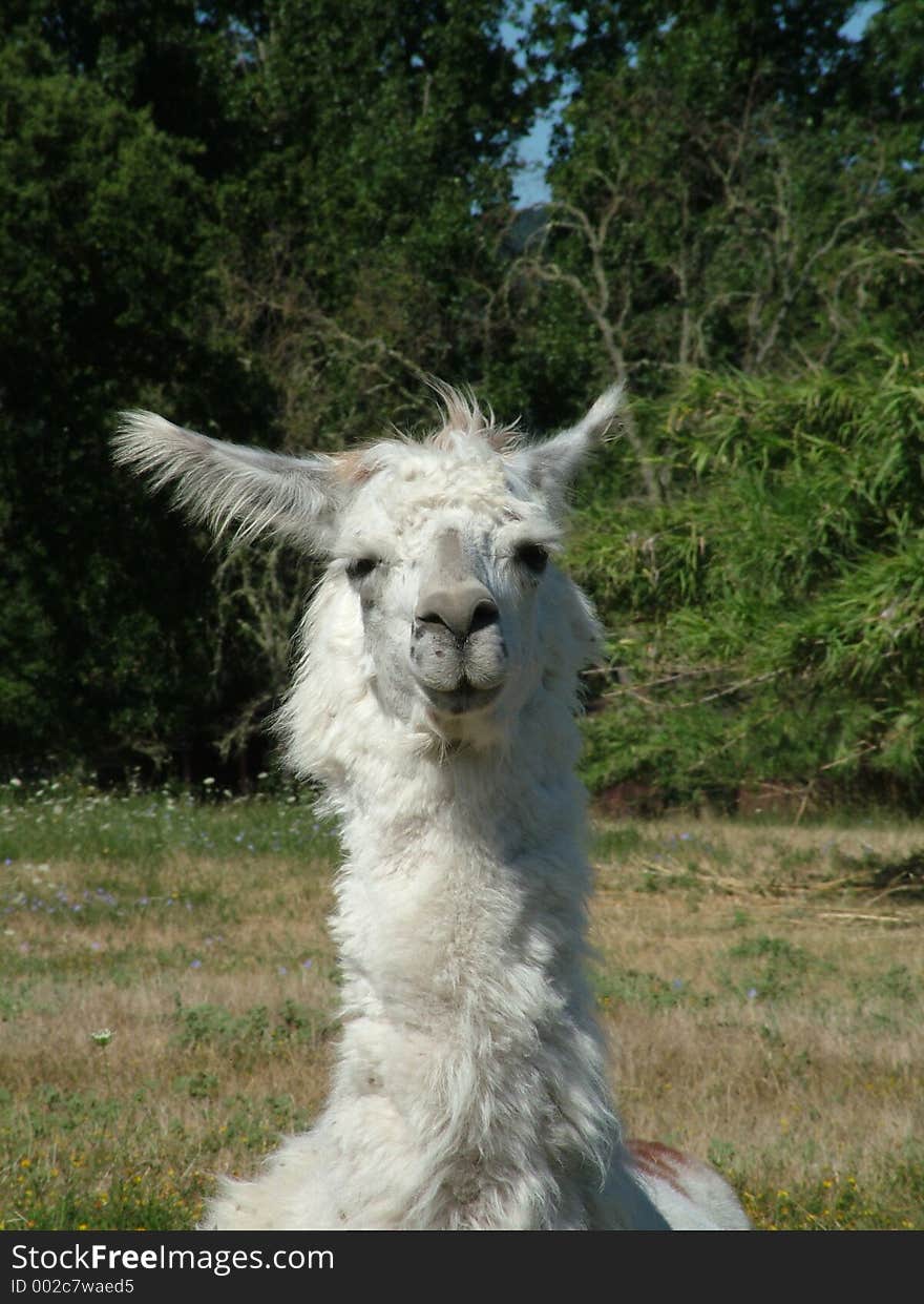 Lama