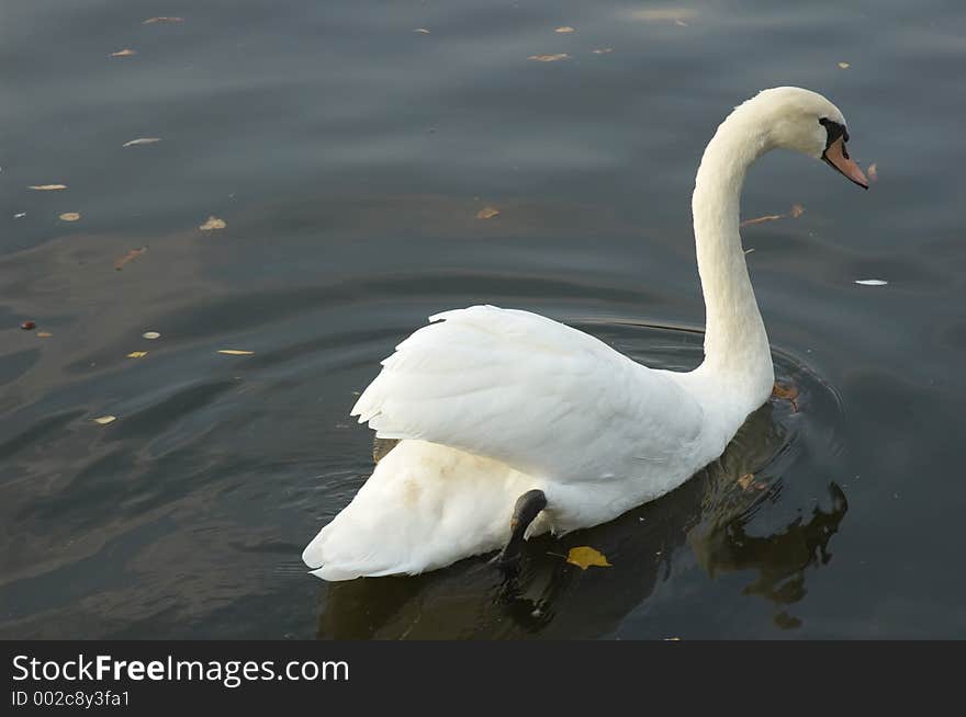 Swan