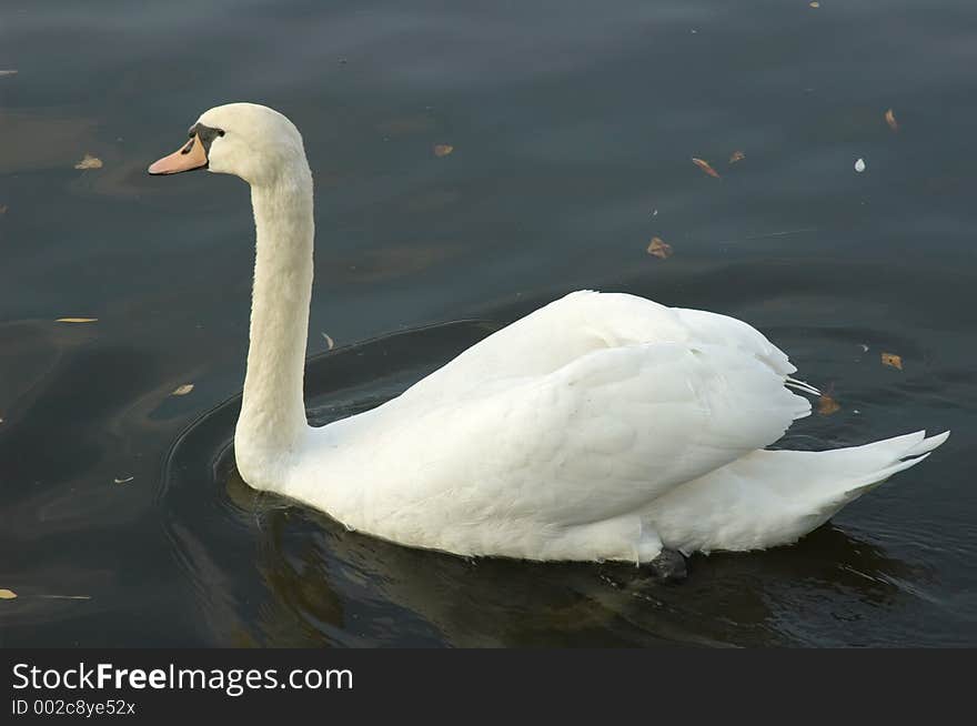 Swan