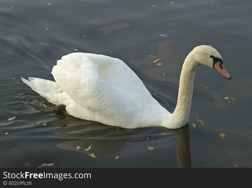 Swan