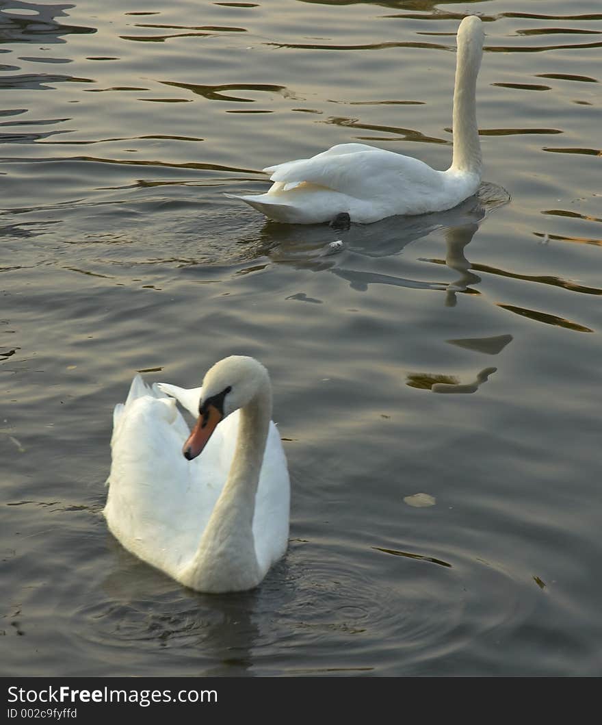 Swans